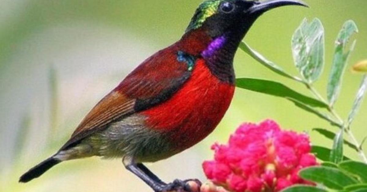 The remarkable Ruby-Throated Hummingbird (Archilochus colubris), a sight to behold.