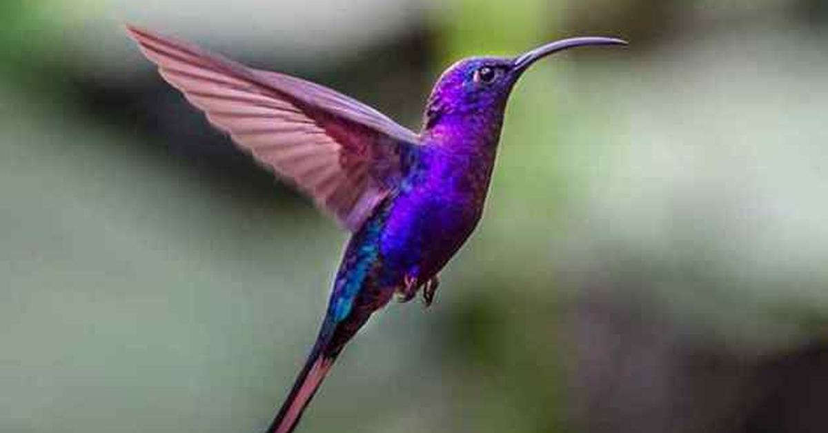 Detailed shot of the Ruby-Throated Hummingbird, or Archilochus colubris, in its natural setting.