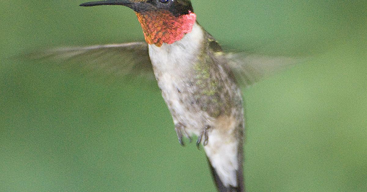 Picture of Ruby-Throated Hummingbird, known in Indonesia as Burung Kolibri Dada Merah.