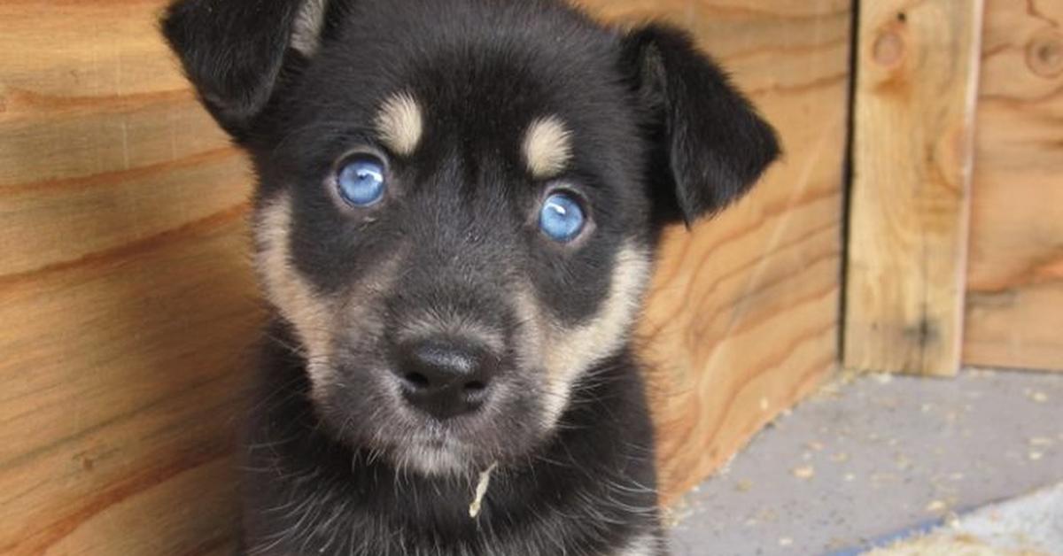 Enchanting Rottsky, a species scientifically known as Canis lupus.