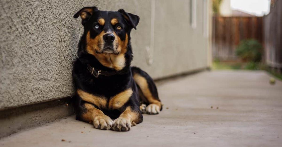 Enchanting Rottsky, a species scientifically known as Canis lupus.