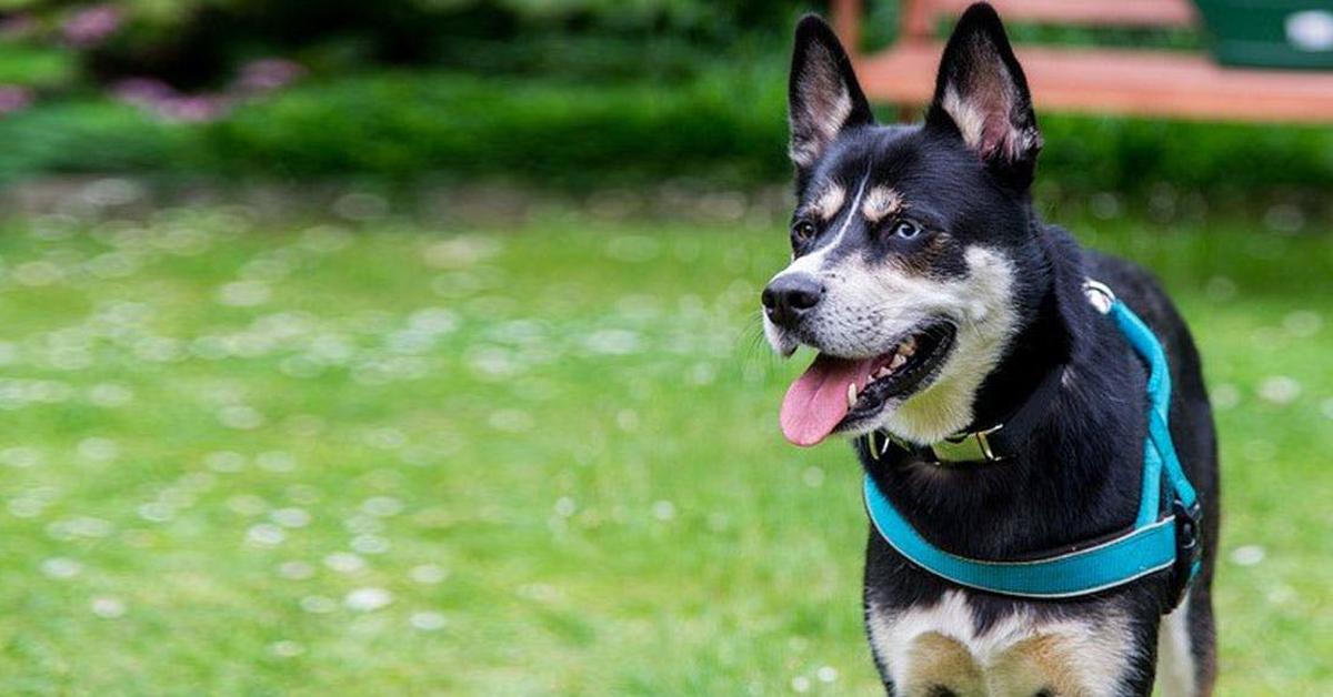 The remarkable Rottsky (Canis lupus), a sight to behold.