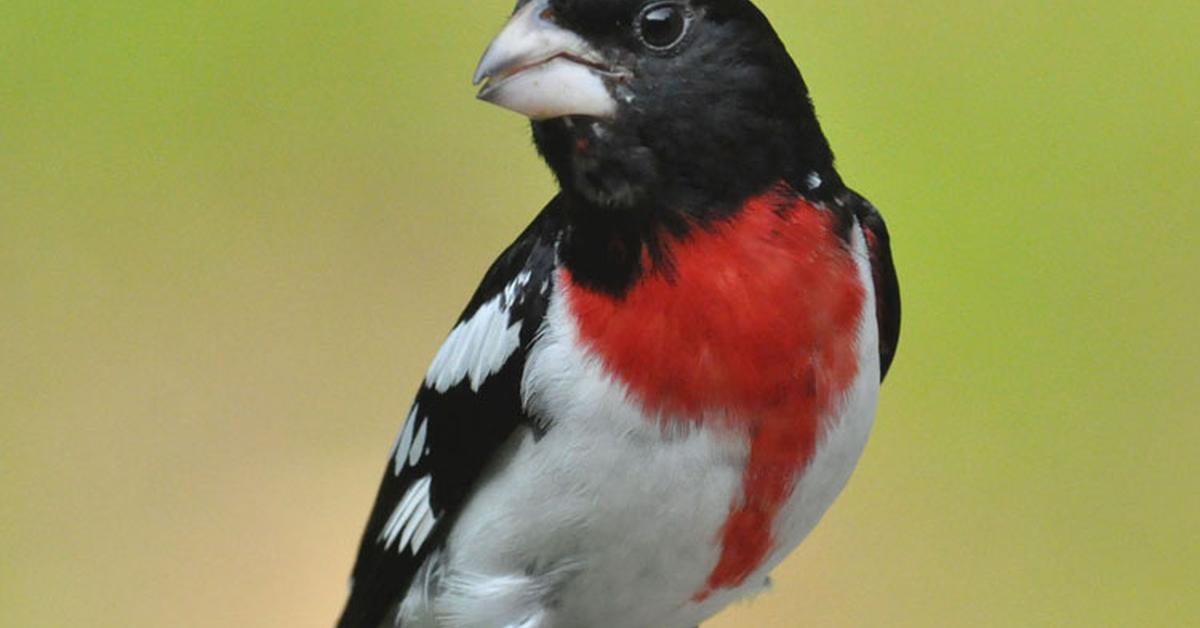 Graceful Rose-Breasted Grosbeak, a creature with the scientific name Pheucticus ludovicianus.