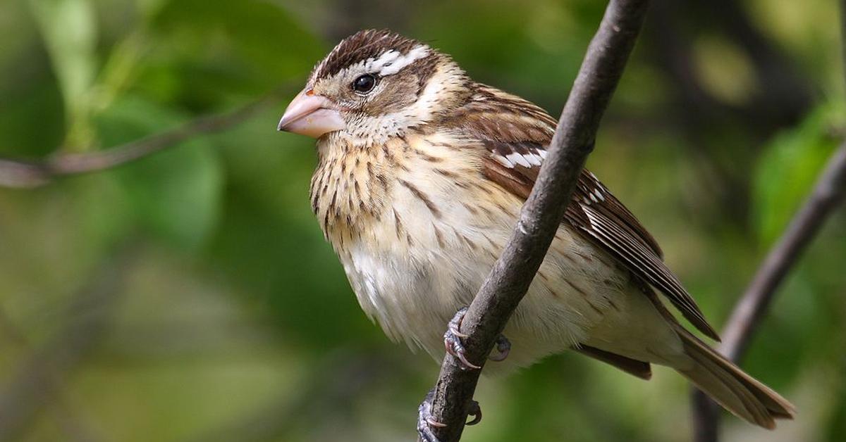 The elegant Rose-Breasted Grosbeak (Pheucticus ludovicianus), a marvel of nature.