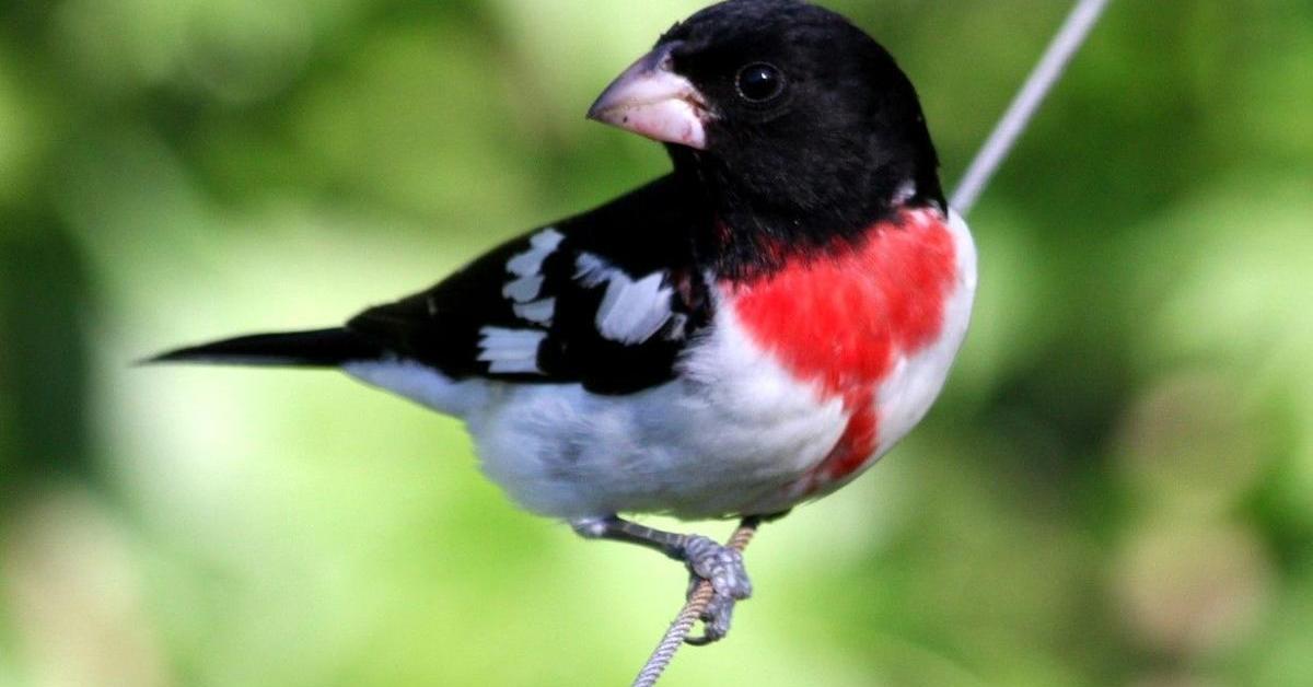 Portrait of a Rose-Breasted Grosbeak, a creature known scientifically as Pheucticus ludovicianus.