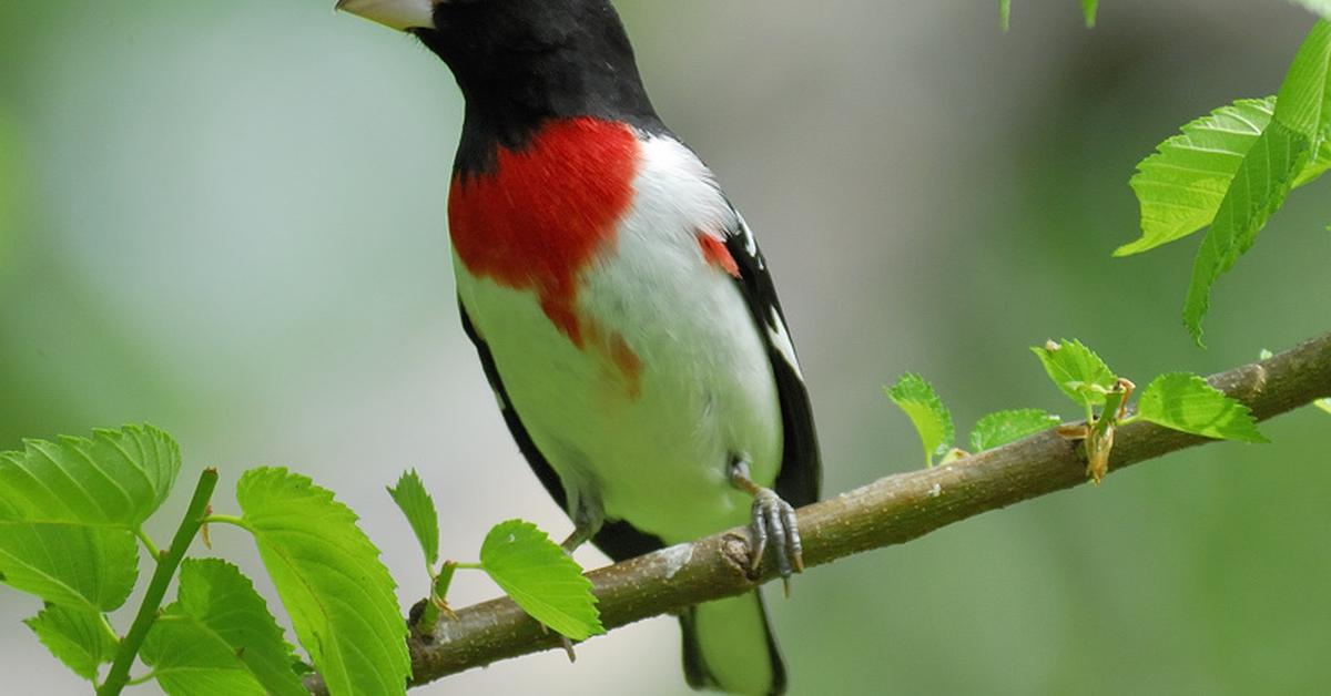 Unique portrayal of the Rose-Breasted Grosbeak, also called Burung Grosbeak Berdada Mawar in Bahasa Indonesia.