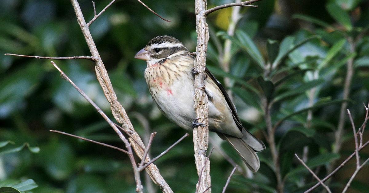 The elegant Rose-Breasted Grosbeak (Pheucticus ludovicianus), a marvel of nature.