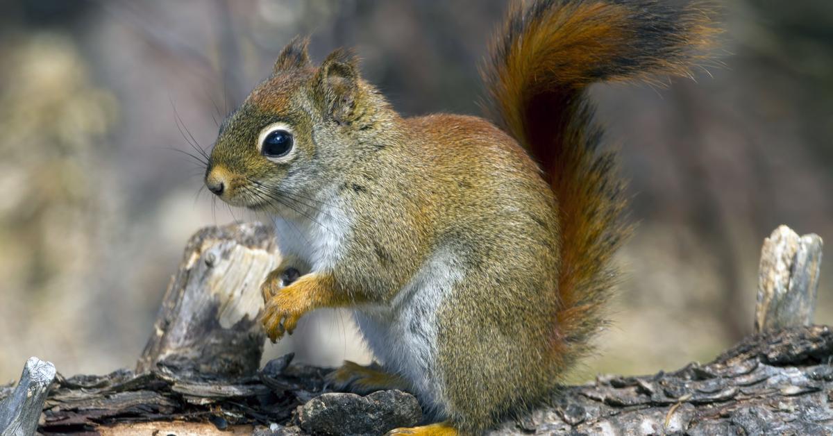 Close-up view of the Red Squirrel, known as Tupai Merah in Indonesian.