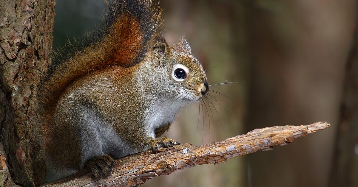 Close encounter with the Red Squirrel, scientifically called Tamiasciurus hudsonicus.