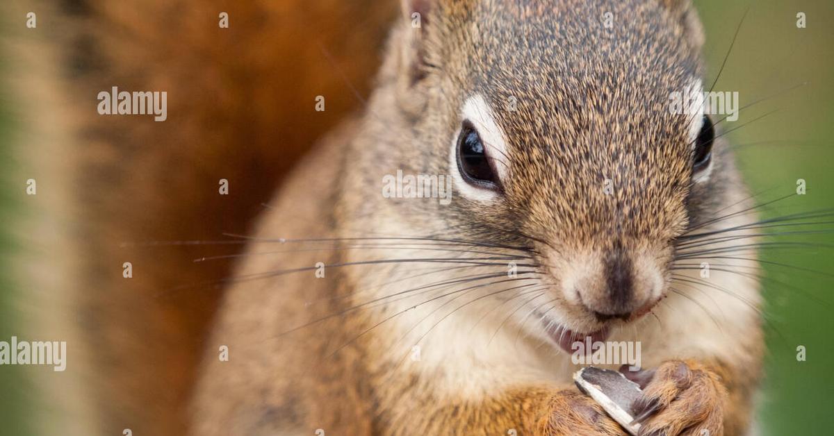 Picture of Red Squirrel, known in Indonesia as Tupai Merah.