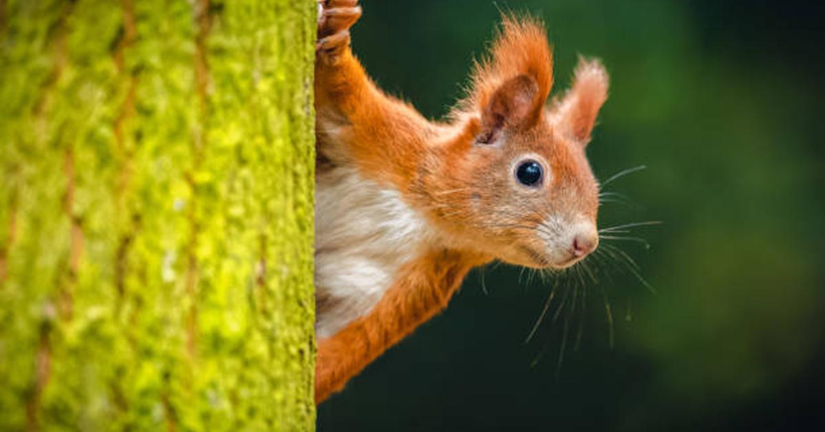 Natural elegance of the Red Squirrel, scientifically termed Tamiasciurus hudsonicus.