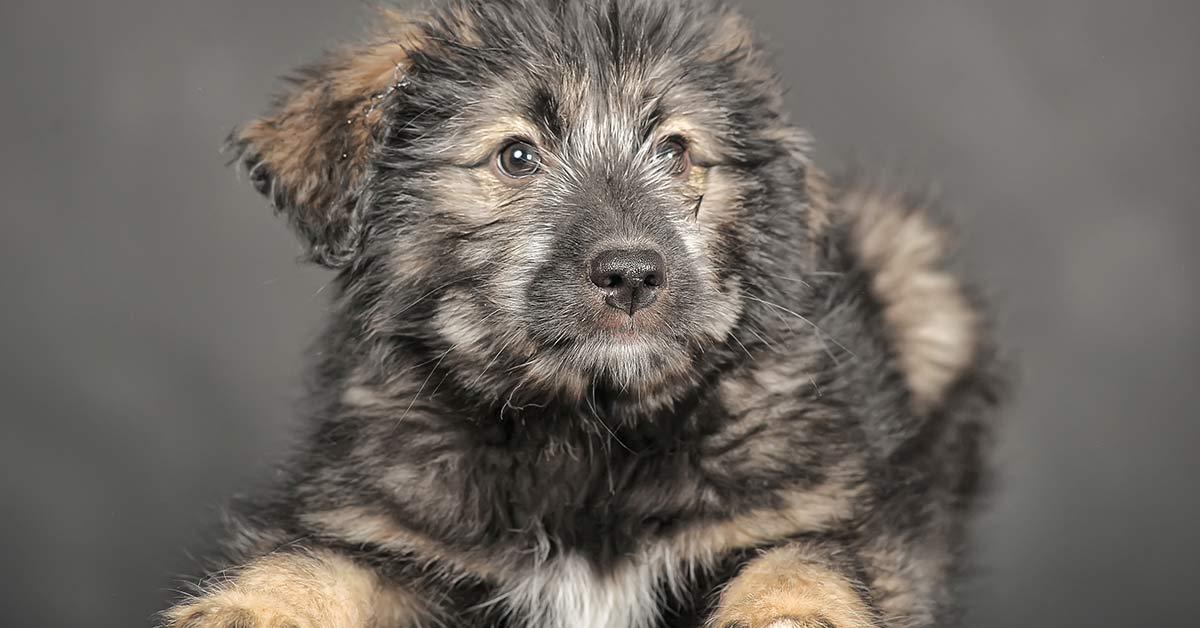 Image of the Russian Bear Dog (Canis lupus), popular in Indonesia as Anjing Beruang Rusia.