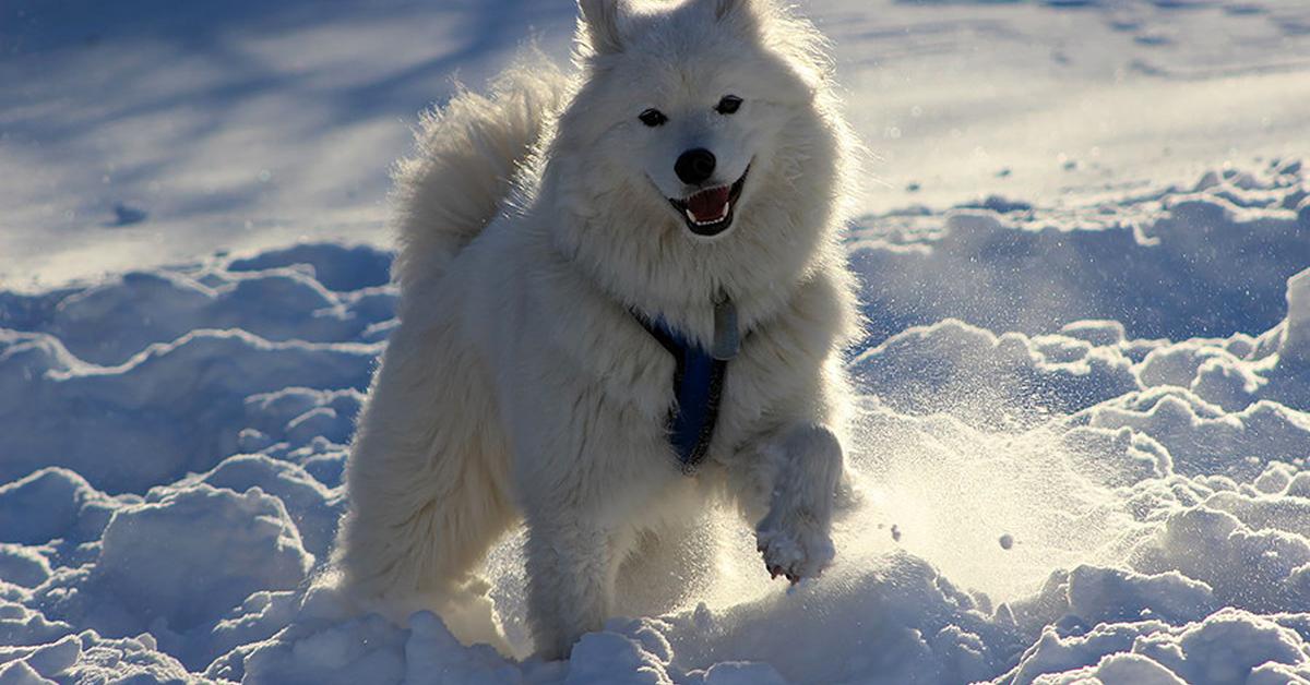 The Russian Bear Dog, a species known as Canis lupus, in its natural splendor.