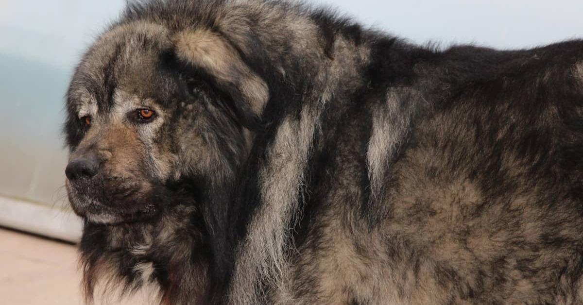 Elegant portrayal of the Russian Bear Dog, also known as Canis lupus.