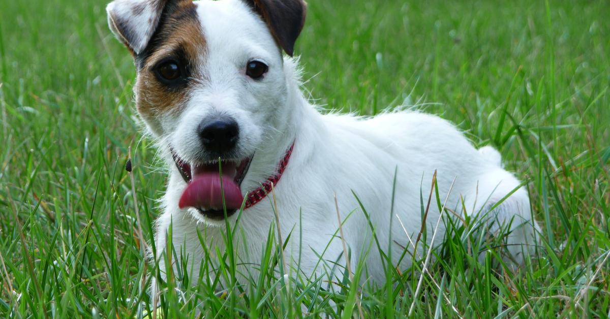 Photographic depiction of the unique Russell Terrier, locally called Terrier Russell.