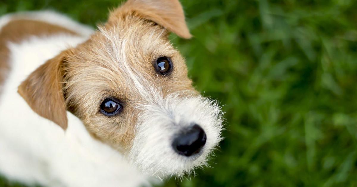 Splendid image of the Russell Terrier, with the scientific name Canis lupus.