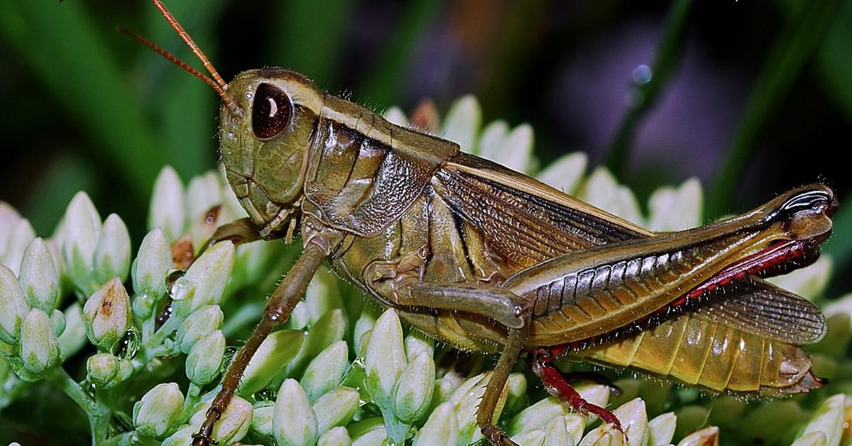 Elegant Rainbow Grasshopper in its natural habitat, called Belalang Pelangi in Indonesia.