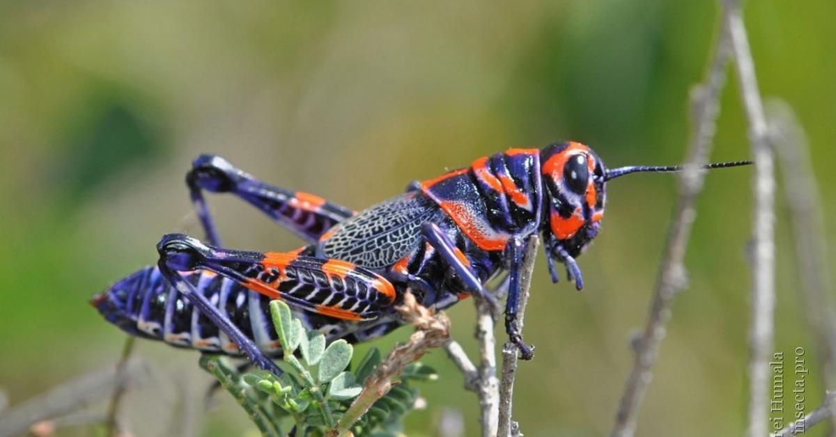 The Rainbow Grasshopper, a species known as Dactylotum bicolor, in its natural splendor.