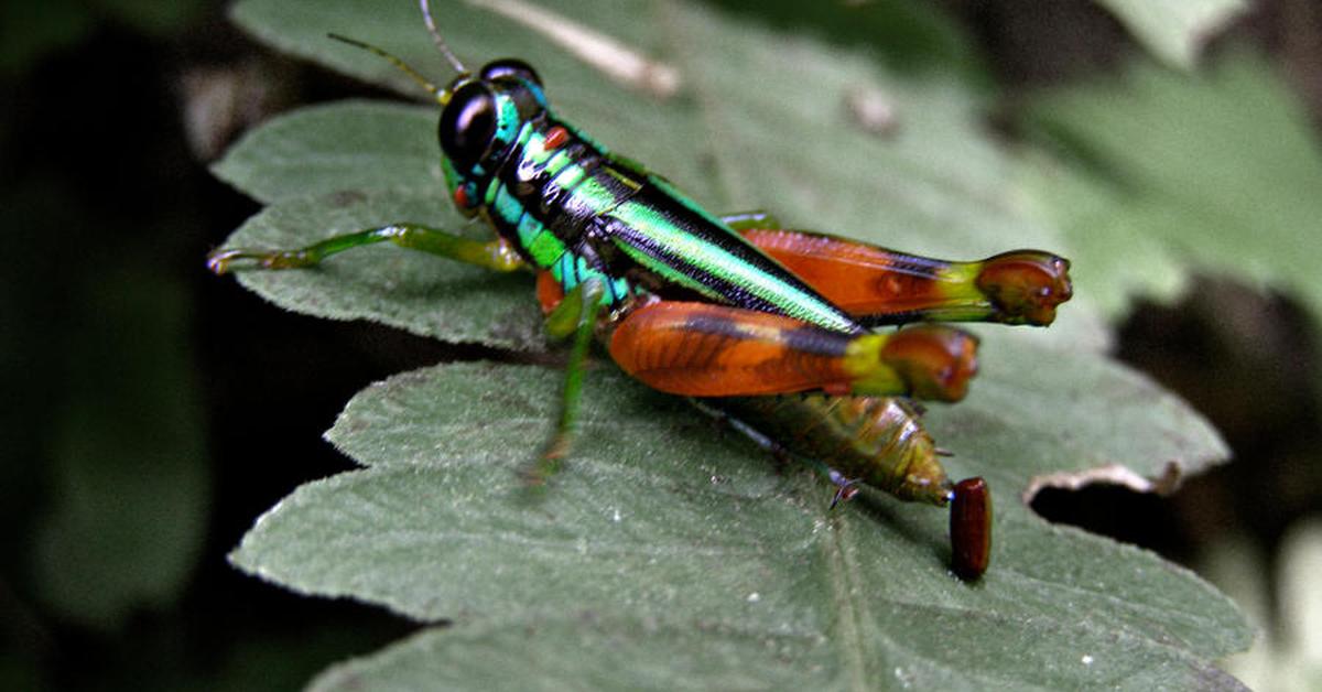 Image of the Rainbow Grasshopper (Dactylotum bicolor), popular in Indonesia as Belalang Pelangi.