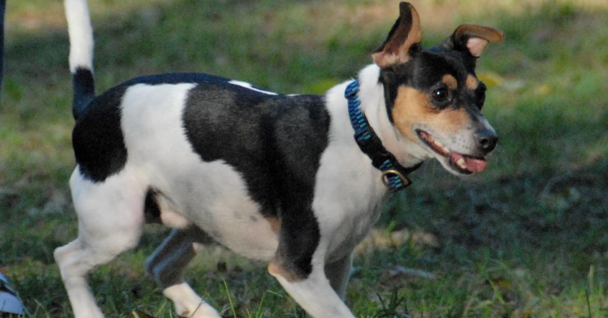 Captured moment of the Rat Terrier, in Indonesia known as Anjing Tikus.