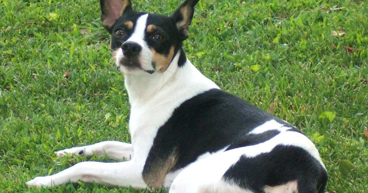 Snapshot of the intriguing Rat Terrier, scientifically named Canis lupus.