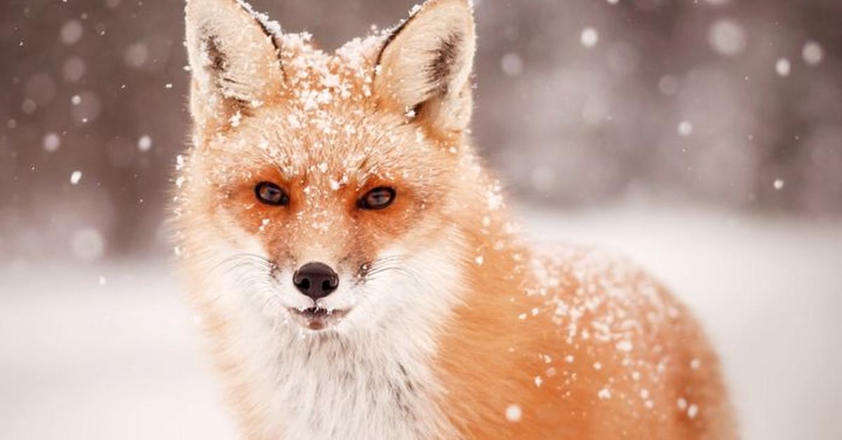 Enchanting Red Fox, a species scientifically known as Vulpes vulpes.