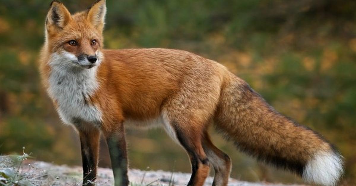 Portrait of a Red Fox, a creature known scientifically as Vulpes vulpes.