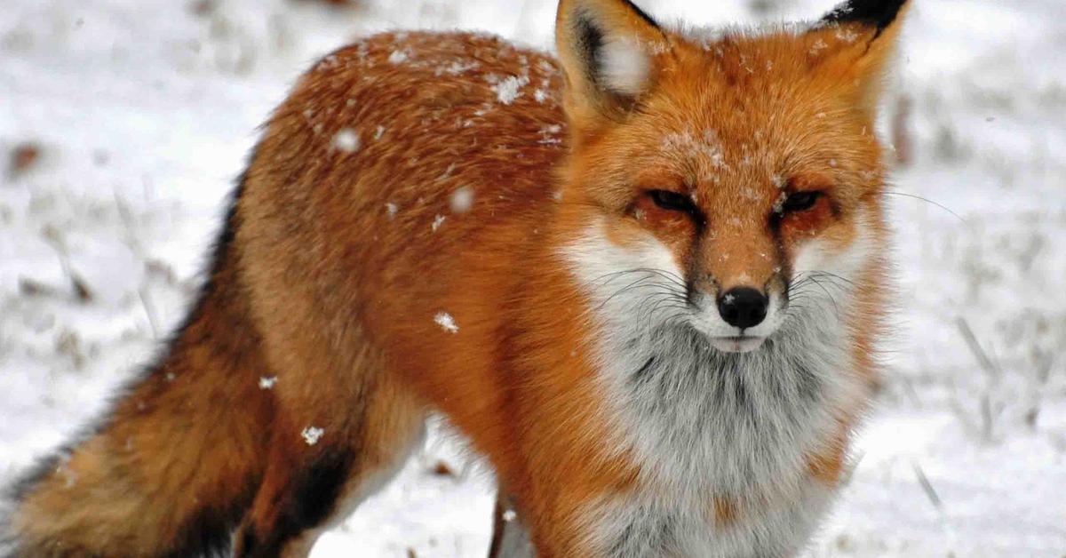 Vivid image of the Red Fox, or Rubah Merah in Indonesian context.