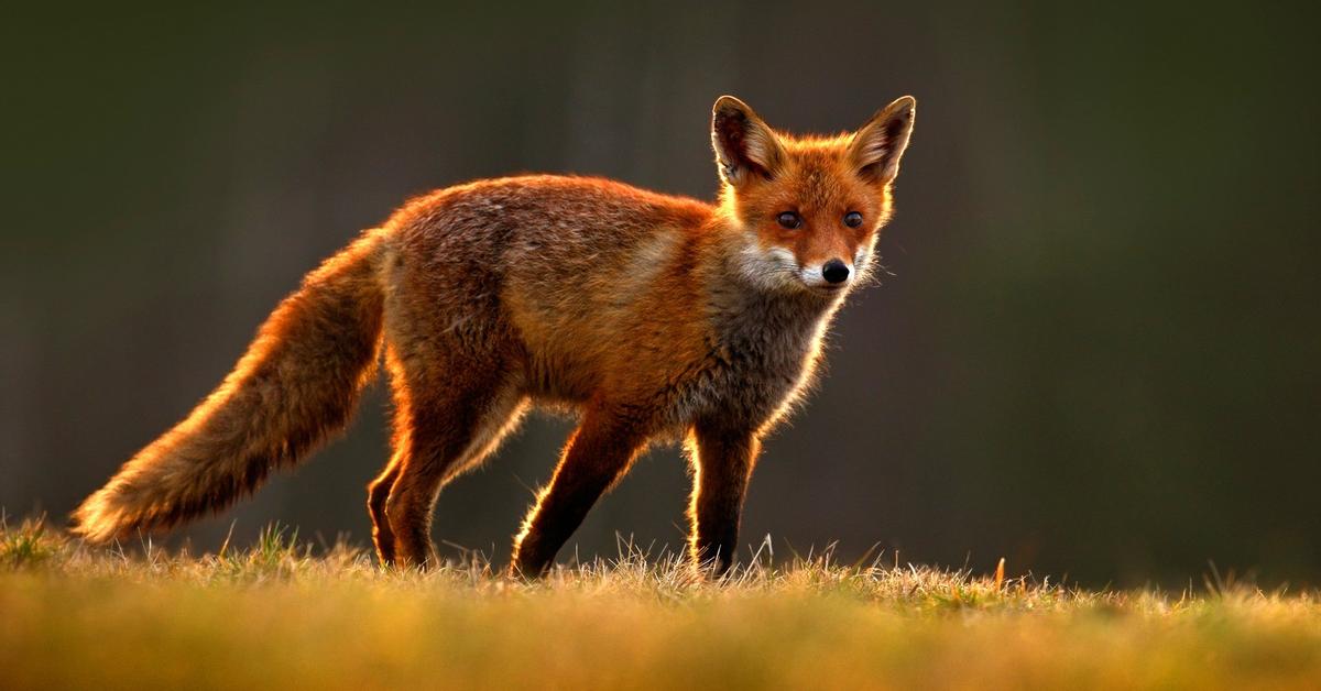 Visual representation of the Red Fox, recognized in Indonesia as Rubah Merah.