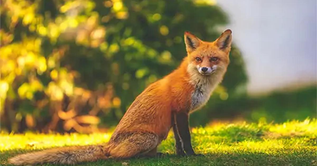 The majestic Red Fox, also called Rubah Merah in Indonesia, in its glory.