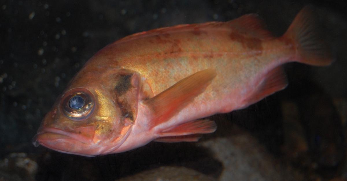 Close-up view of the Rockfish, known as Ikan Batu in Indonesian.