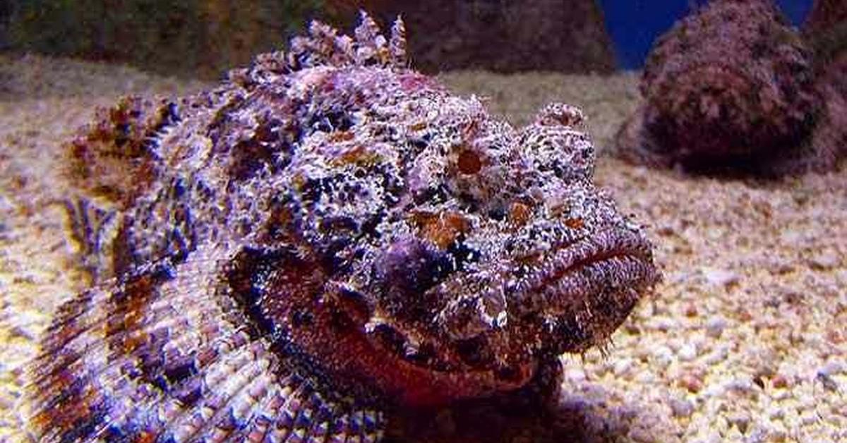 Dynamic image of the Rockfish, popularly known in Indonesia as Ikan Batu.