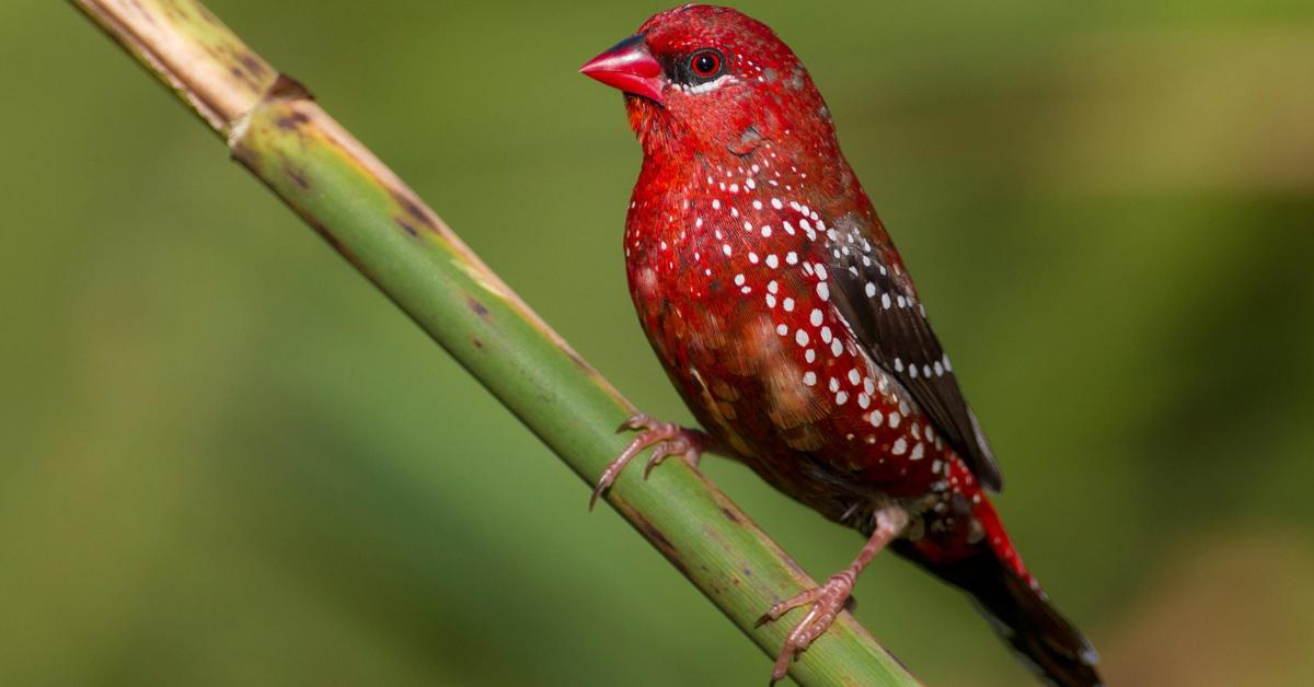 Striking appearance of the Red Finch, known in scientific circles as Haemorhous mexicanus.