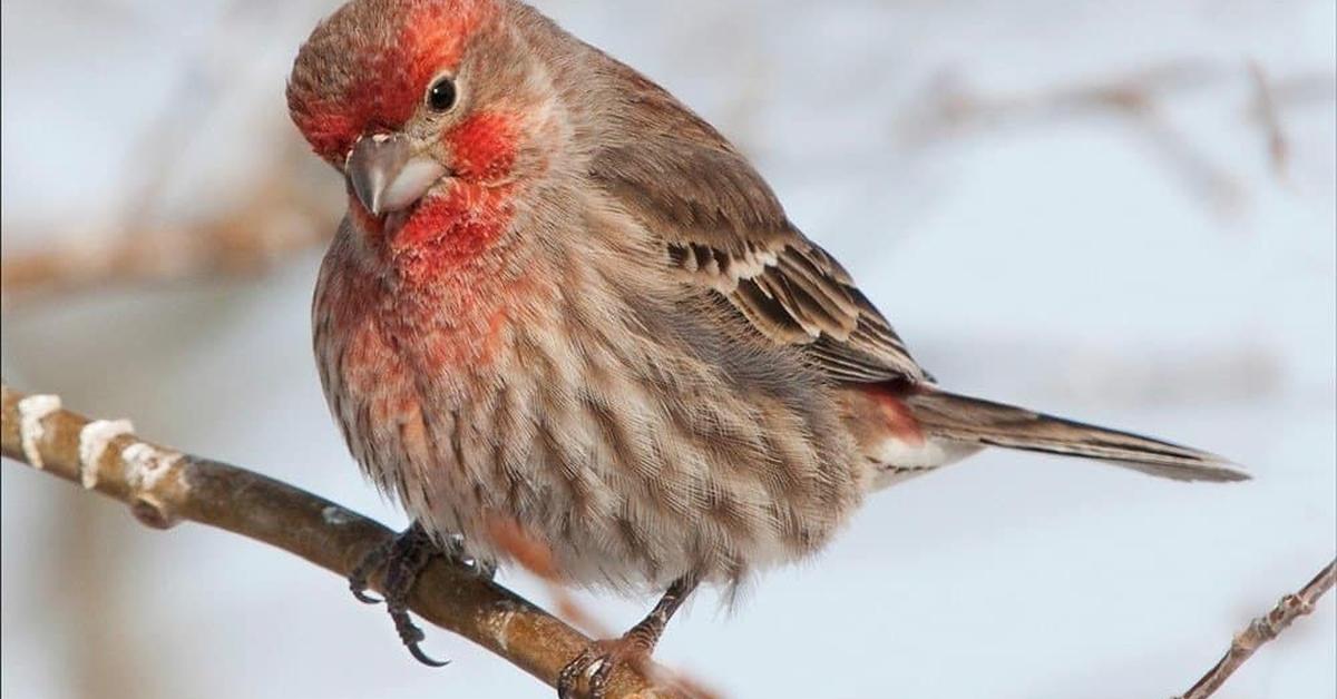 Stunning image of the Red Finch (Haemorhous mexicanus), a wonder in the animal kingdom.