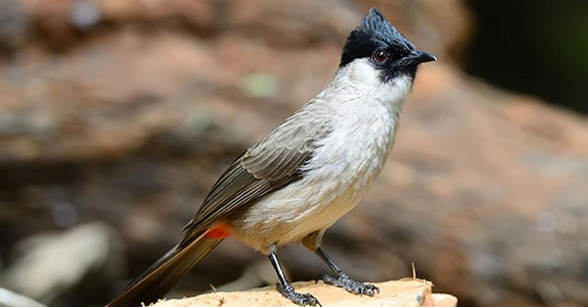 Glimpse of the Red Finch, known in the scientific community as Haemorhous mexicanus.