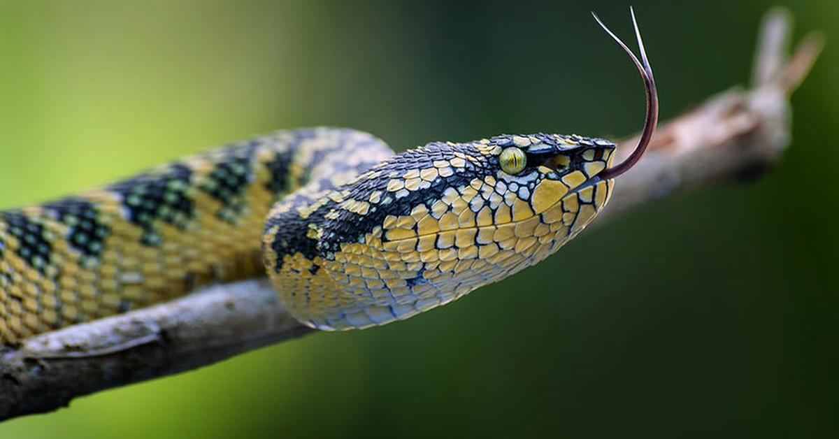 The Rattlesnake, a species known as Viperidae, in its natural splendor.