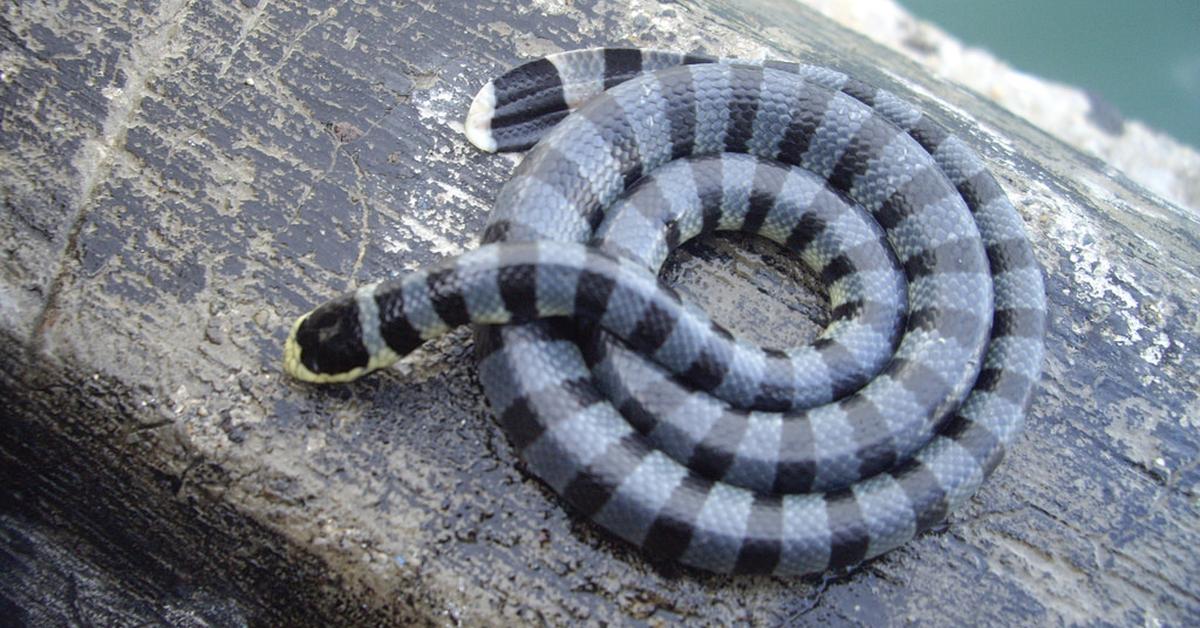 The elegant Rattlesnake (Viperidae), a marvel of nature.