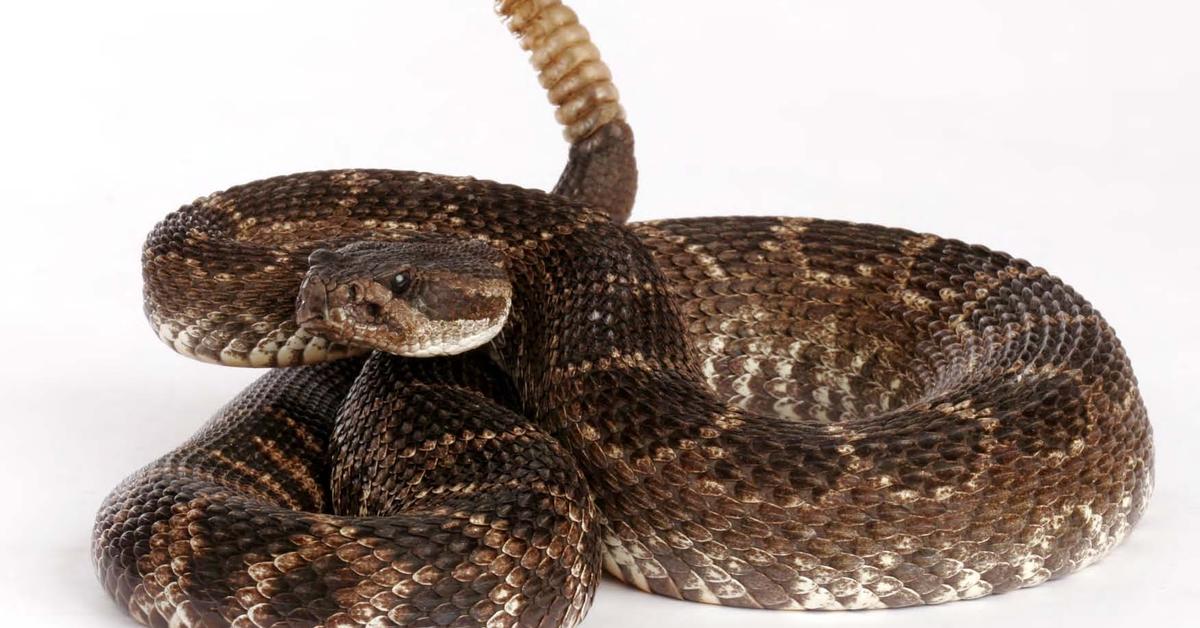 The remarkable Rattlesnake (Viperidae), a sight to behold.