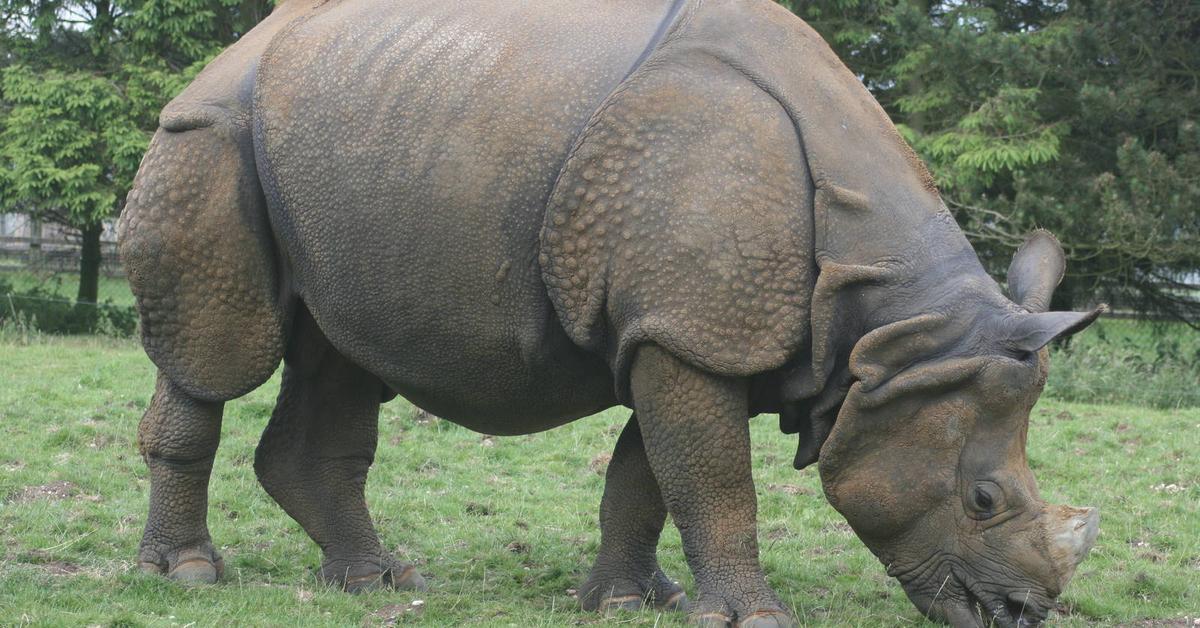 Captured moment of the Rhinoceros, in Indonesia known as Badak.