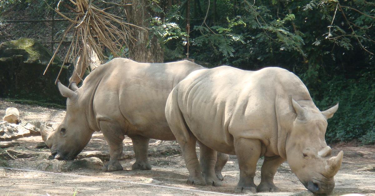 Photogenic Rhinoceros, scientifically referred to as Rhinocerotidae.