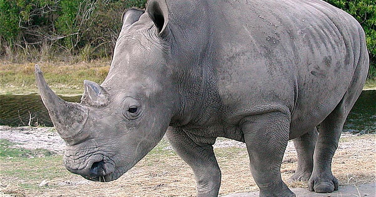 Elegant Rhinoceros in its natural habitat, called Badak in Indonesia.