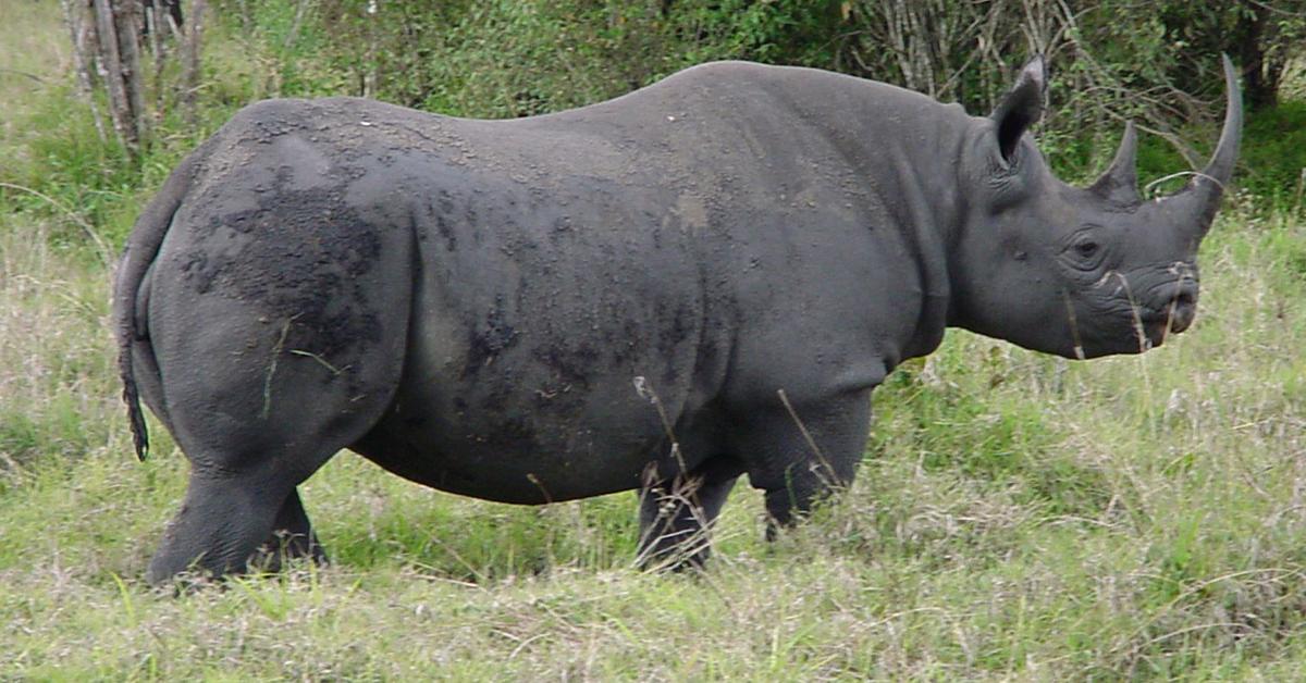 The remarkable Rhinoceros (Rhinocerotidae), a sight to behold.