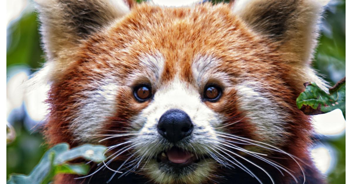 Snapshot of the intriguing Red Panda, scientifically named Ailurus fulgens.