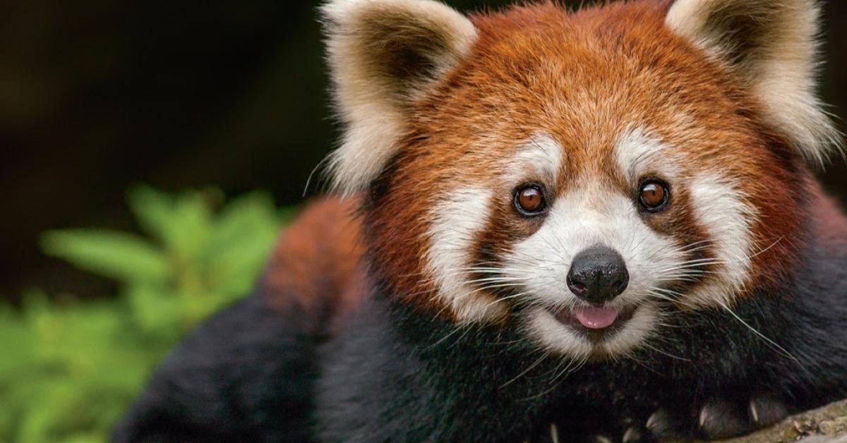 Captivating shot of the Red Panda, or Panda Merah in Bahasa Indonesia.