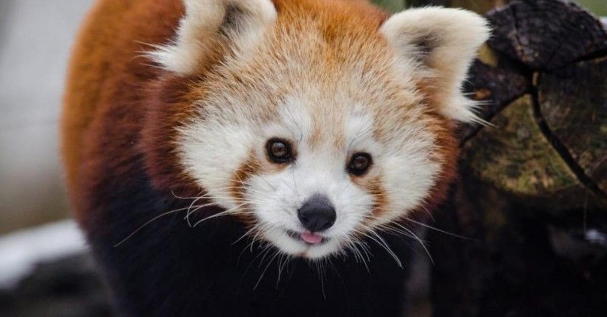 Striking appearance of the Red Panda, known in scientific circles as Ailurus fulgens.