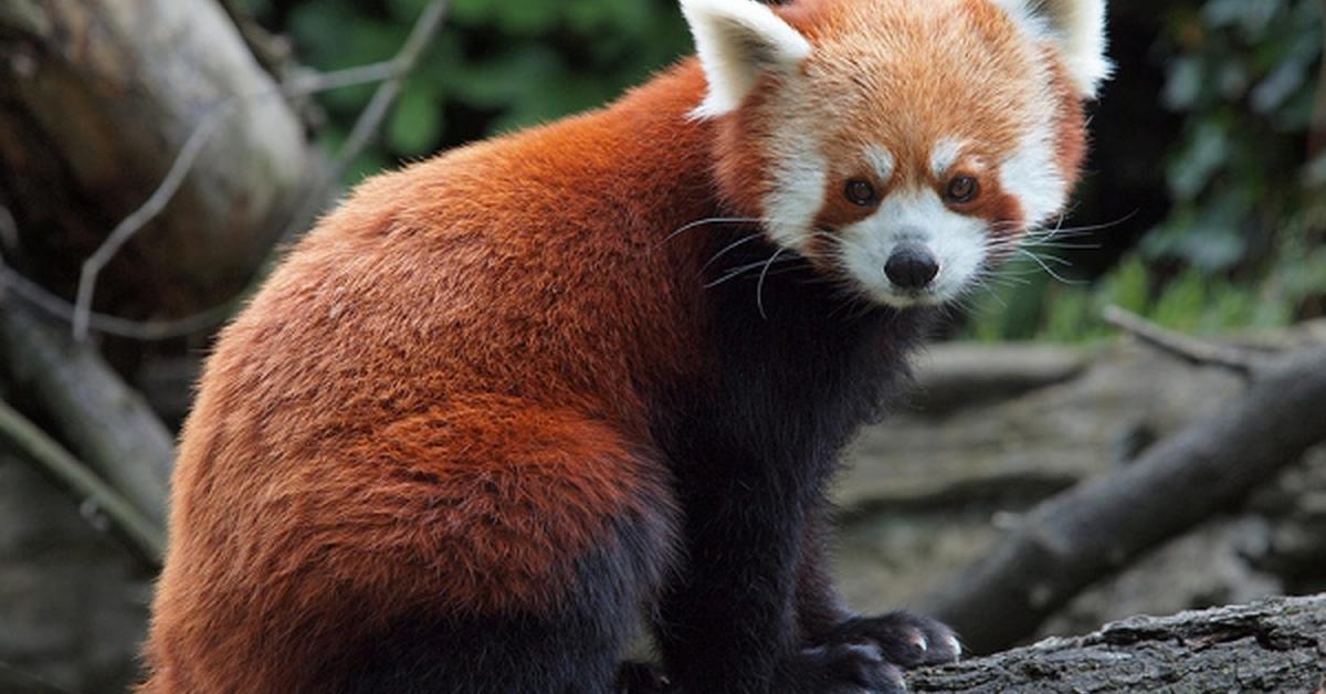 A look at the Red Panda, also recognized as Panda Merah in Indonesian culture.