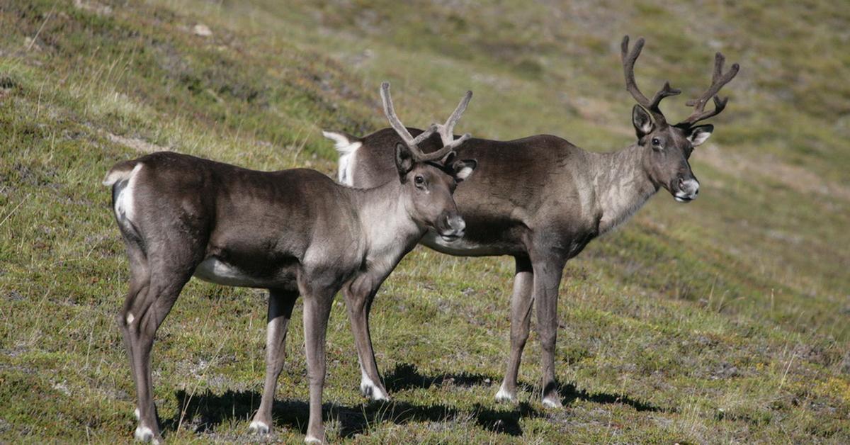 Captured moment of the Reindeer, in Indonesia known as Rusa Kutub.