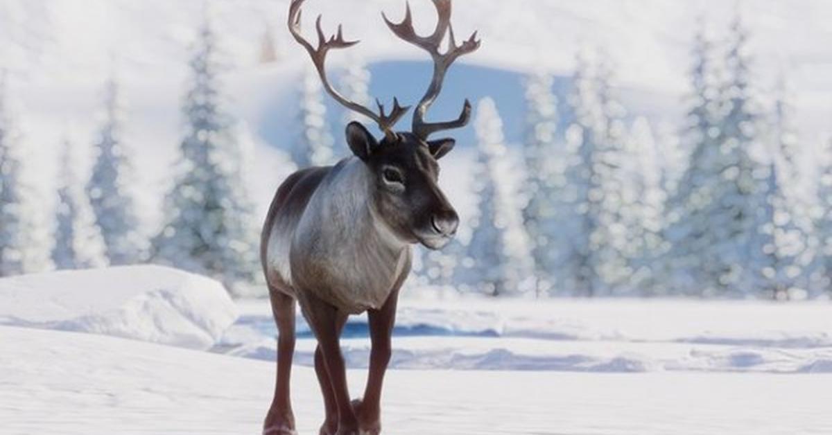 Insightful look at the Reindeer, known to Indonesians as Rusa Kutub.