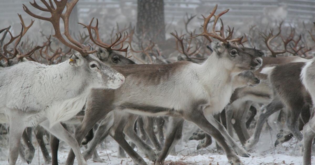 Captured beauty of the Reindeer, or Rangifer Tarandus in the scientific world.