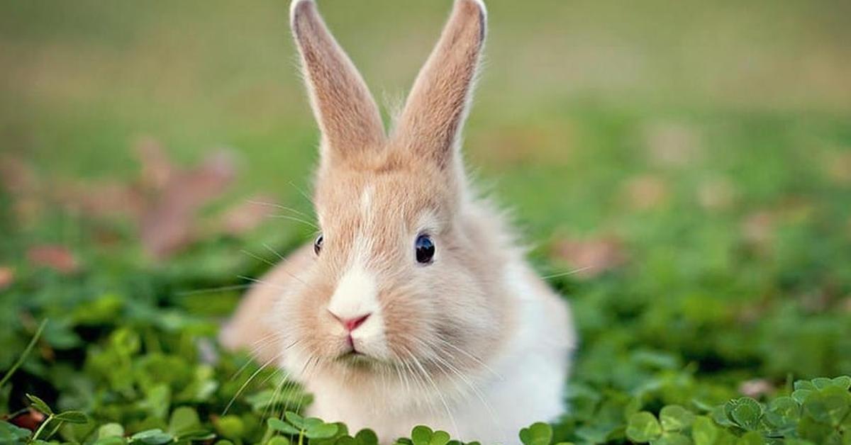 Elegant portrayal of the Rabbit, also known as Oryctolagus cuniculus.